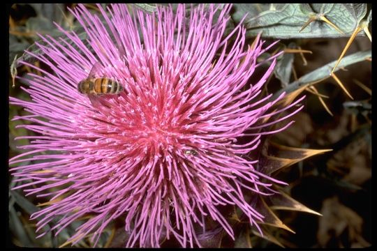 Milk Thistle P.E